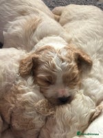 Cavapoochon dogs - Advert 1