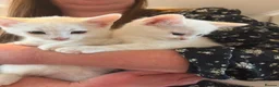 Mixed Breed cats for sale: Litter of 6 beautiful kittens - Advert 8