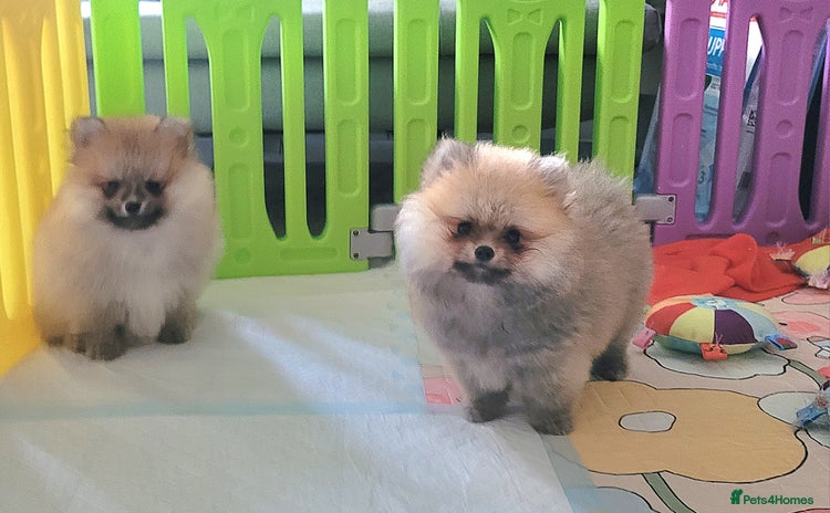 Pomeranian dogs - Advert 2
