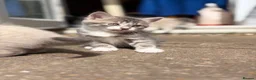 Mixed Breed cats for sale: 5 beautiful kittens  - Advert 16