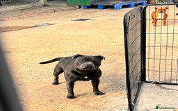 Staffordshire Bull Terrier dogs for stud: Quality health tested blue Stafford stud  - Image 7
