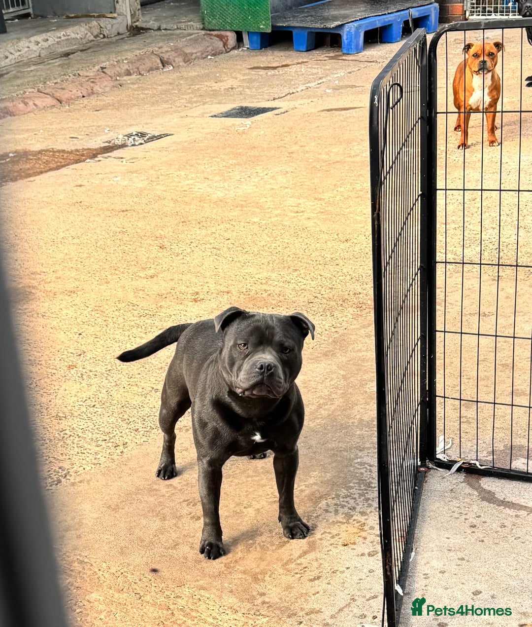 Staffordshire Bull Terrier dogs for stud: Quality health tested blue Stafford stud  - Image 7