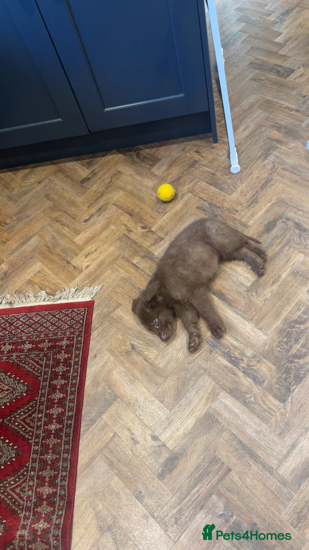 German Shepherd dogs for sale: Beautiful German Shepherd Girl  in Sheffield - Advert 4