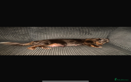 Miniature Dachshund dogs for sale: Miniature long hair dachshund 🤍 - Image 16