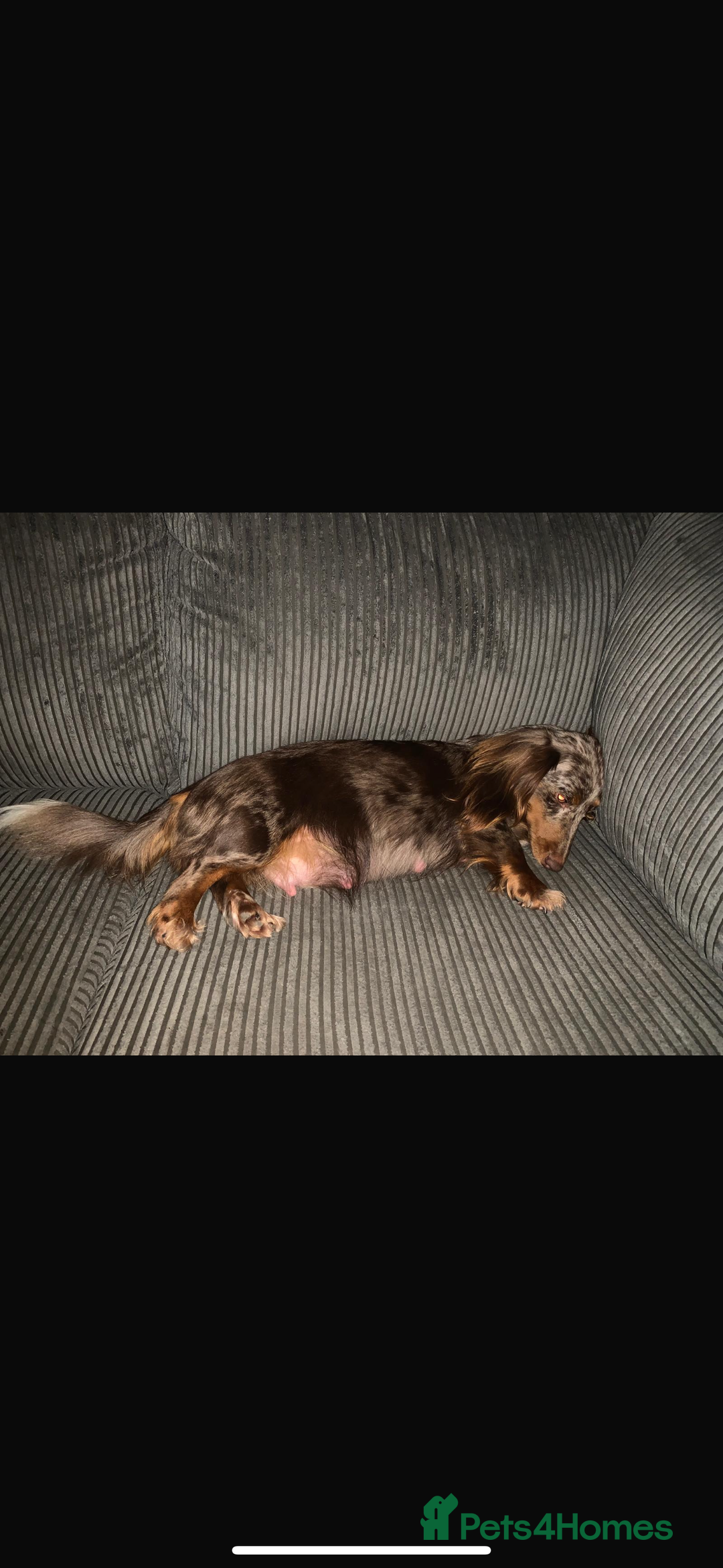 Miniature Dachshund dogs for sale: Miniature long hair dachshund 🤍 - Image 16