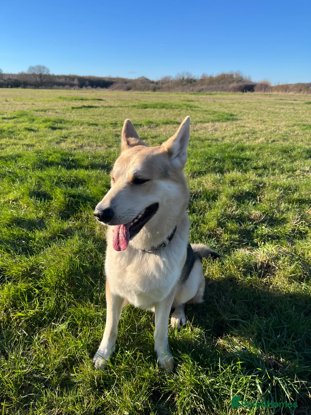 German Shepherd dogs for stud: Exceptional bi-coloured German Shepherd  - Advert 12