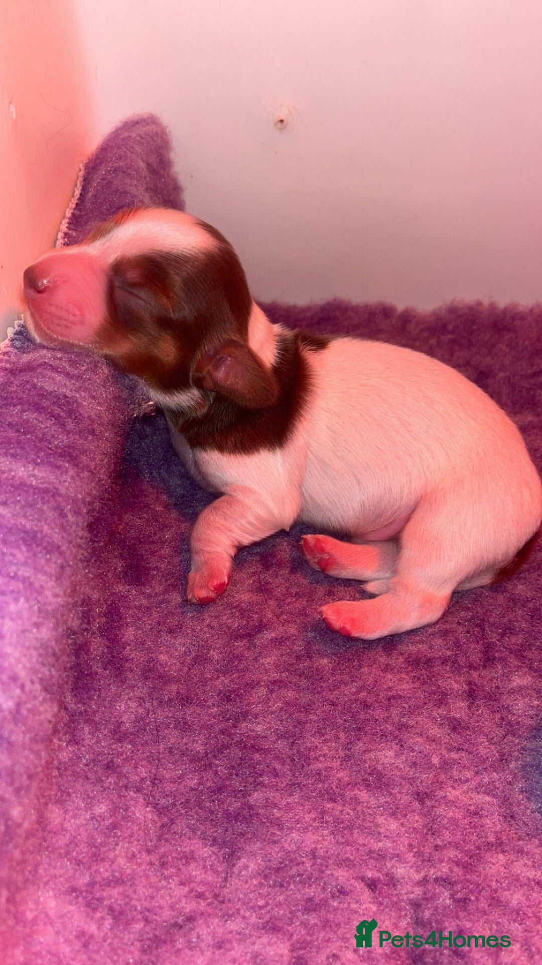 Miniature Dachshund dogs for sale: KC Reg Long-Haired Miniature Dachshund Puppies  - Advert 14