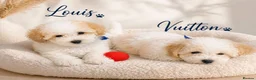 Maltipoo dogs for sale: Maltipoo Twin Boys Louis & Vuitton White & Apricot in Northolt - Advert 4