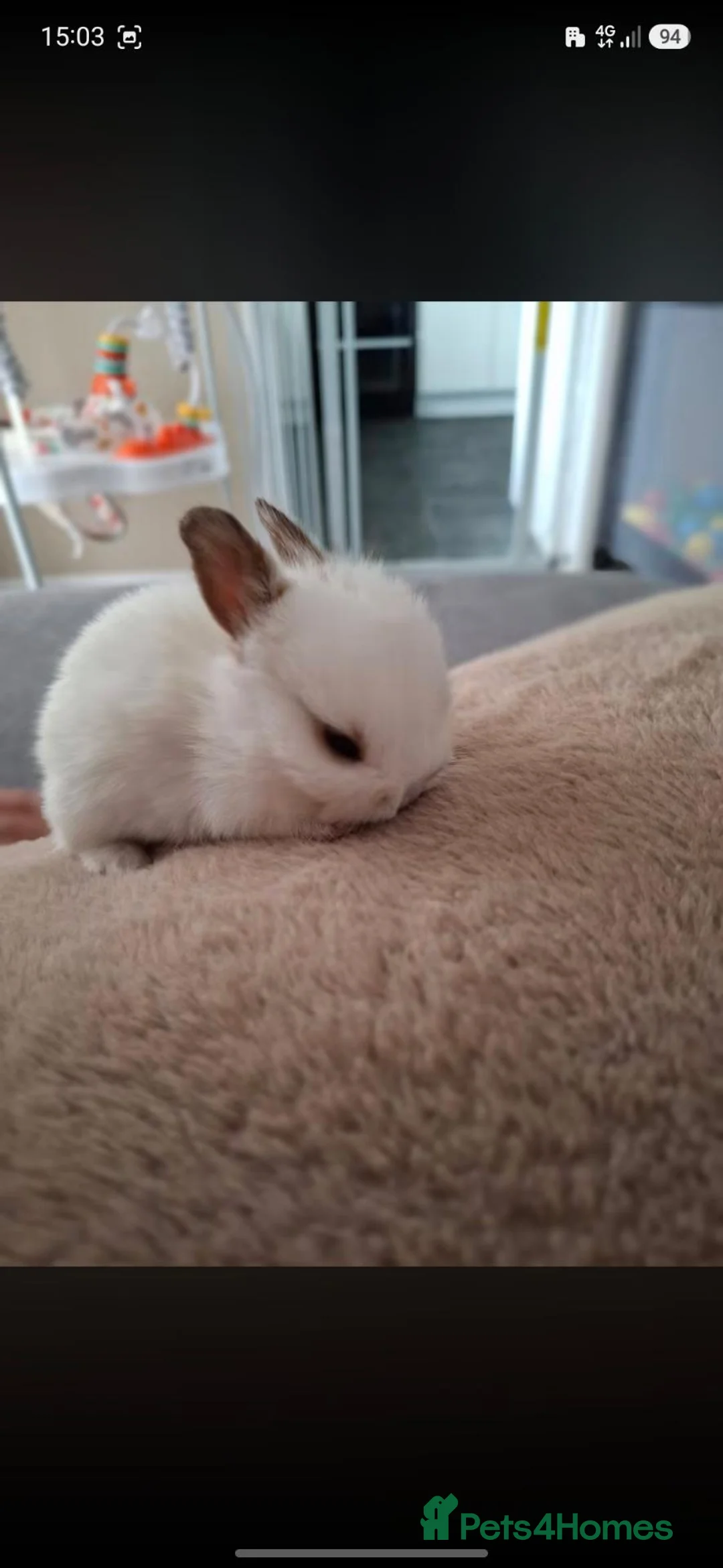 Mini Lop rabbits for sale: Rabbit  in Burton-on-Trent - Advert 1