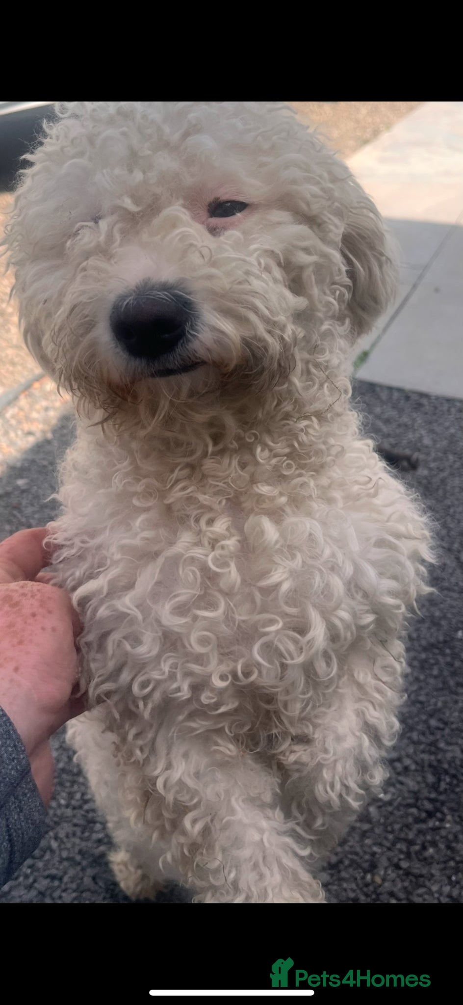 Bichon Frise dogs 5 Beautiful Bichon Frise Puppies  - Advert 4