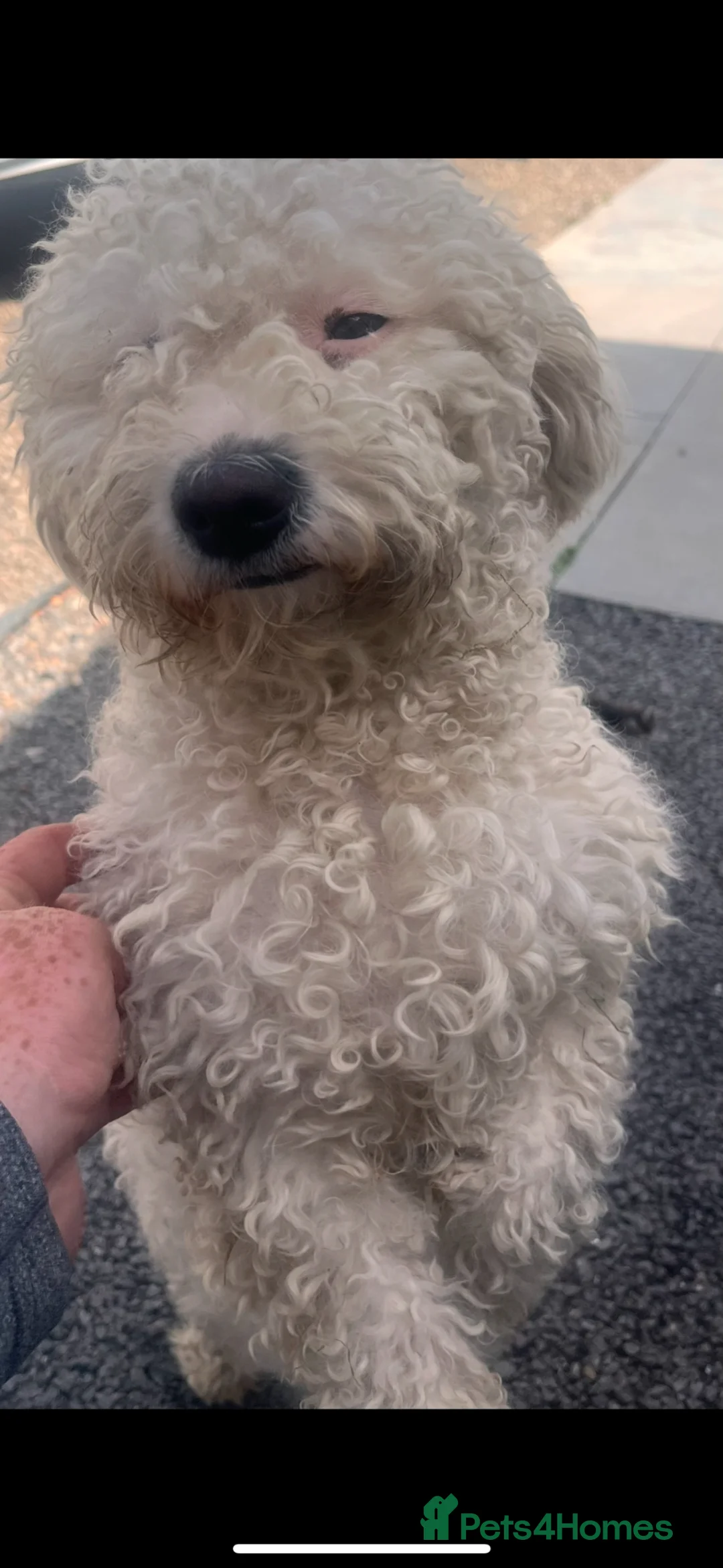 Bichon Frise dogs for sale: 5 Beautiful Bichon Frise Puppies  in Swansea - Advert 1