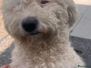 Bichon Frise dogs 5 Beautiful Bichon Frise Puppies - Advert 8