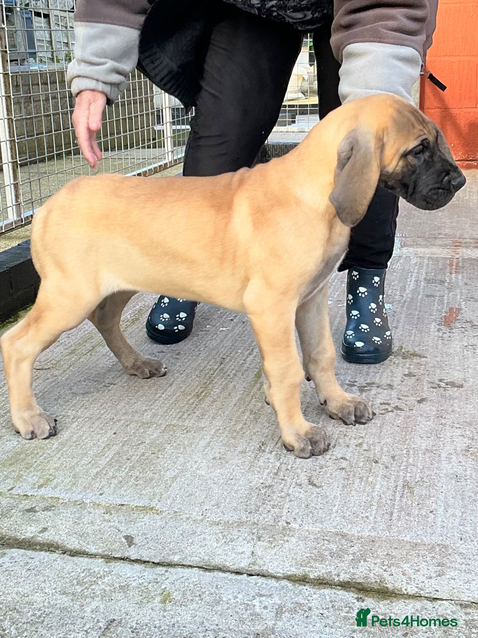 Great Dane dogs Primus Great Danes - Advert 3