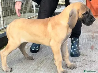 Great Dane dogs Primus Great Danes - Advert 3