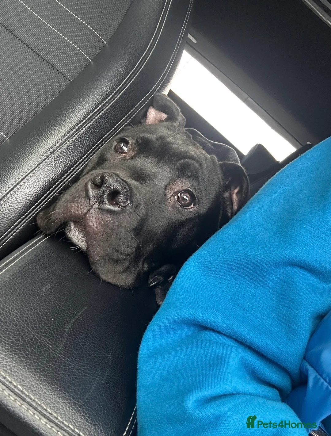 Mixed Breed dogs for sale: Cane corso x  in Birmingham - Advert 2