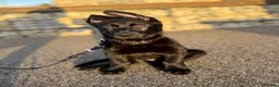 German Shepherd dogs for sale: 13 week male German shepherd  - Advert 5