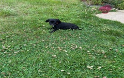 Mixed Breed dogs for sale: Dalmatian/Golden retriever cross puppies - Image 20
