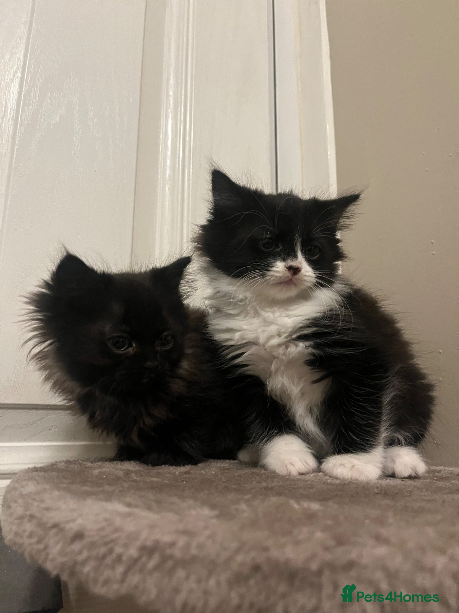 Mixed Breed cats RAGDOLL X KITTENS 💕💙 - Advert 6