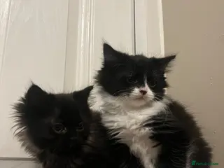 Mixed Breed cats RAGDOLL X KITTENS 💕💙 - Advert 6