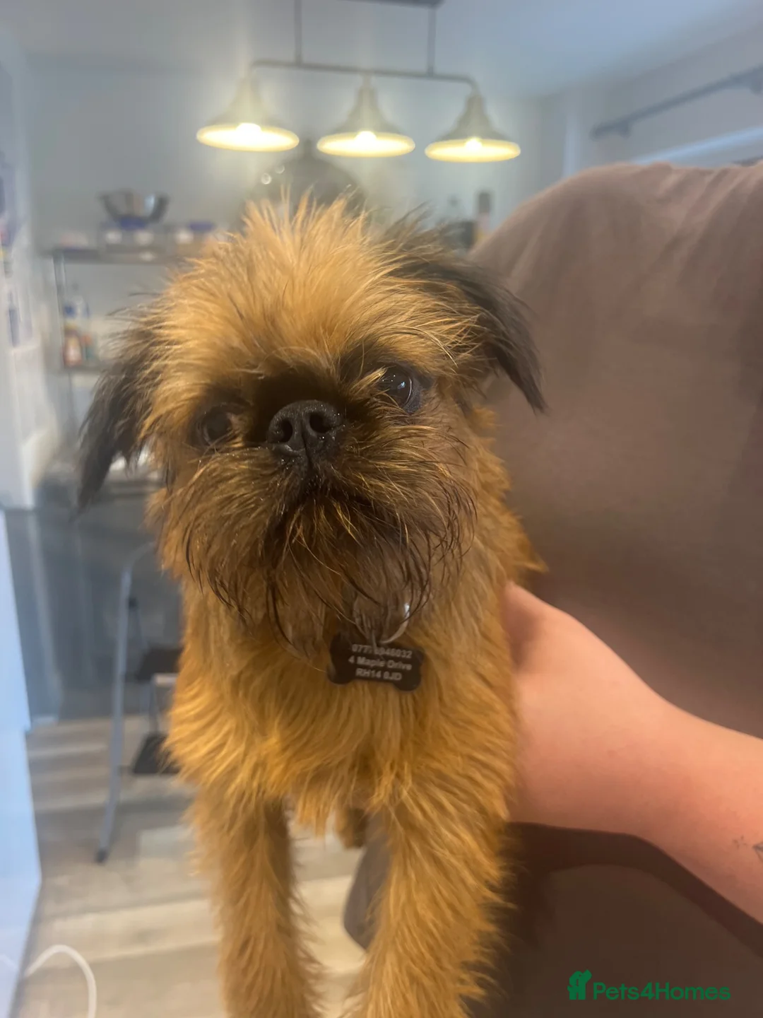 Griffon Bruxellois dogs for sale:     Brussels Griffon Puppy Looking for Loving Home - Advert 1