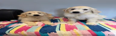 Golden Retriever 6