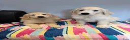 Golden Retriever dogs for sale: Beautiful golden retriever pups ready now  - Advert 15