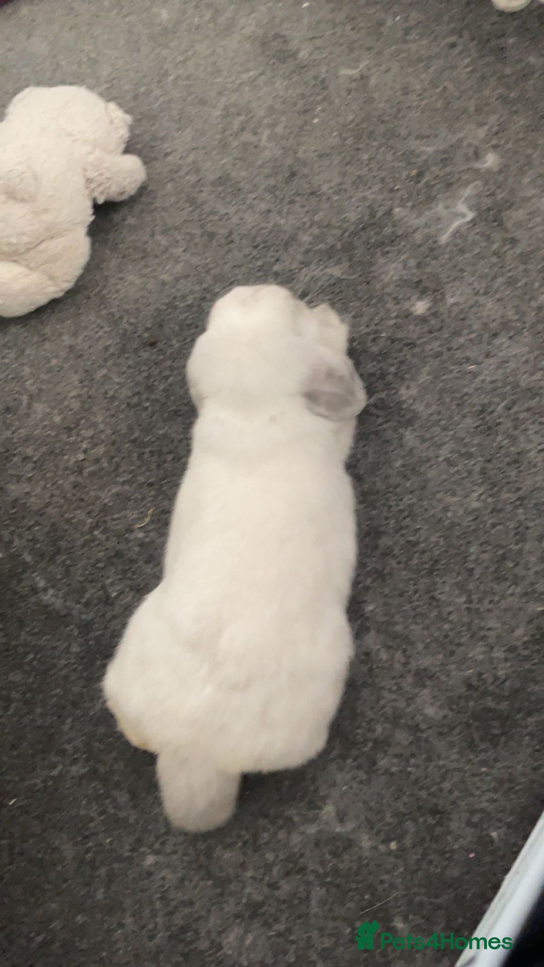 Mini Lop rabbits for sale: Hello I’m Bear - Image 5