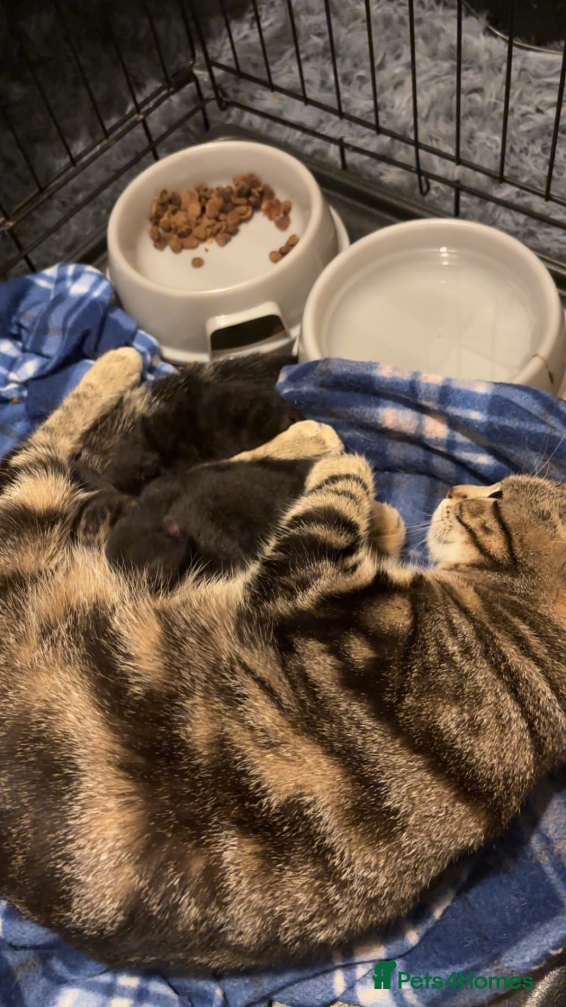 Mixed Breed cats Beautiful kittens - Advert 17