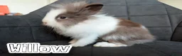 Lionhead rabbits for sale: Beautiful Double-maned Lionhead Rabbits for Sale - Advert 22