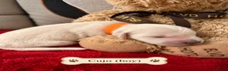 Golden Retriever dogs for sale: TOP QUALITY KC GOLDEN RETRIEVERS  - Advert 6