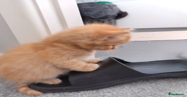 Mixed Breed cats - Advert 9