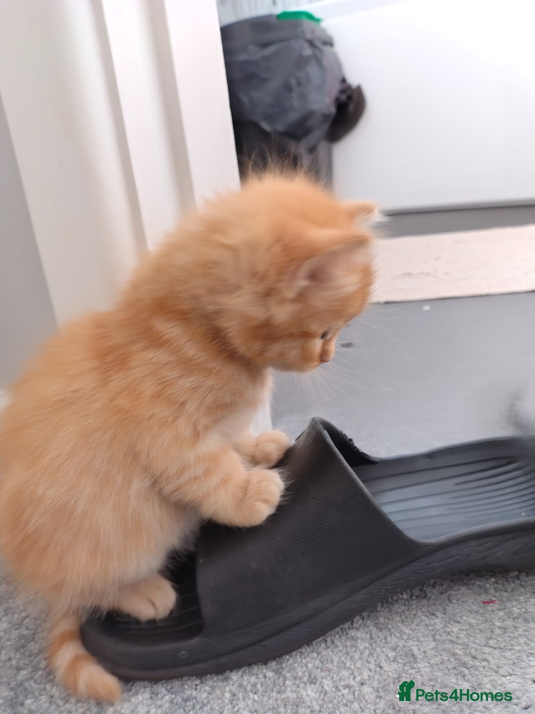 Mixed Breed cats for sale: Mixed breed Tabbies  - Image 3