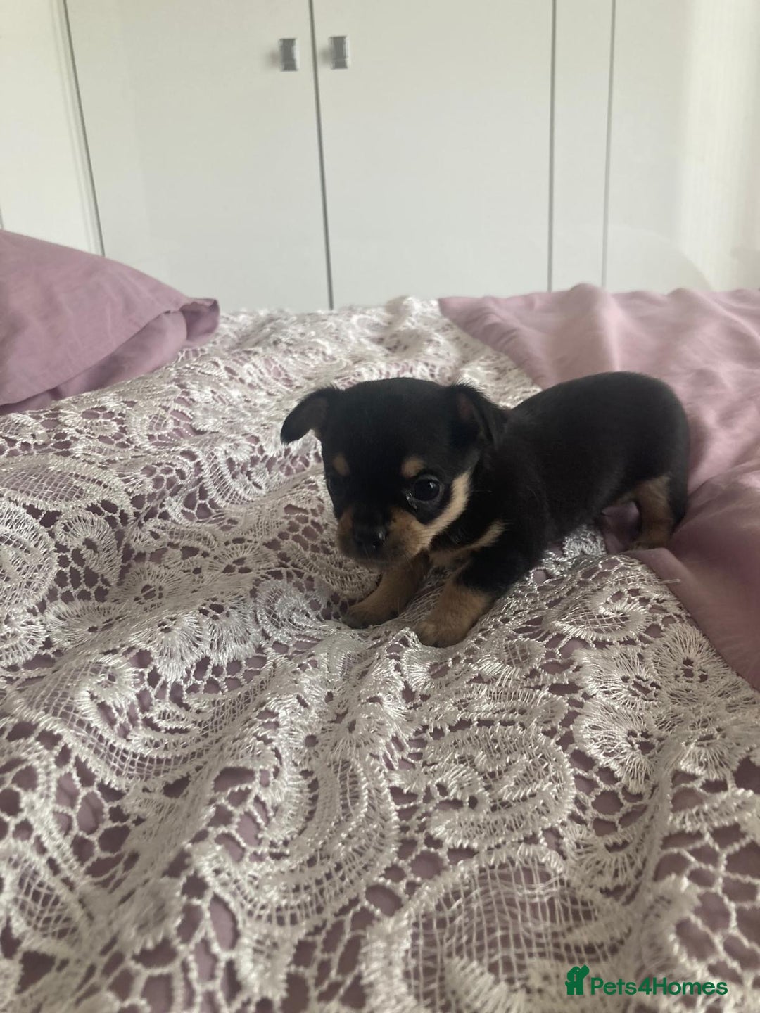 Chihuahua dogs for sale: Chihuahua - Image 3