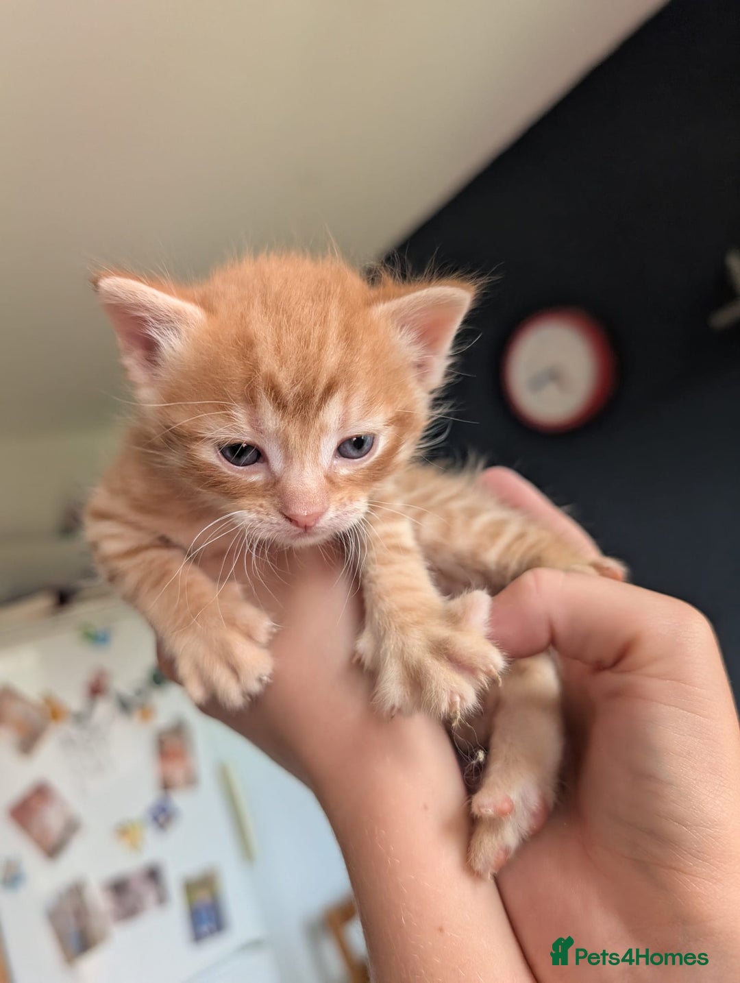 Mixed Breed cats for sale: Beautiful Kittens Available ✨️ in ELY - Image 17