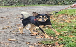Mixed Breed dogs for adoption: BRILLIANT BERTIE - Image 11