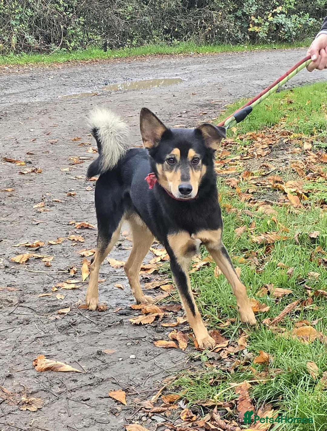 Mixed Breed dogs for adoption: BRILLIANT BERTIE - Image 11