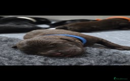 Labrador Retriever dogs for sale: 💫Stunning chocolate and black labrador pups 💫 - Image 1