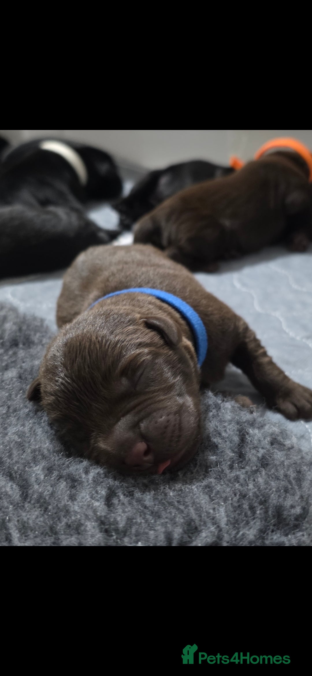 Labrador Retriever dogs for sale: 💫Stunning chocolate and black labrador pups 💫 - Image 1