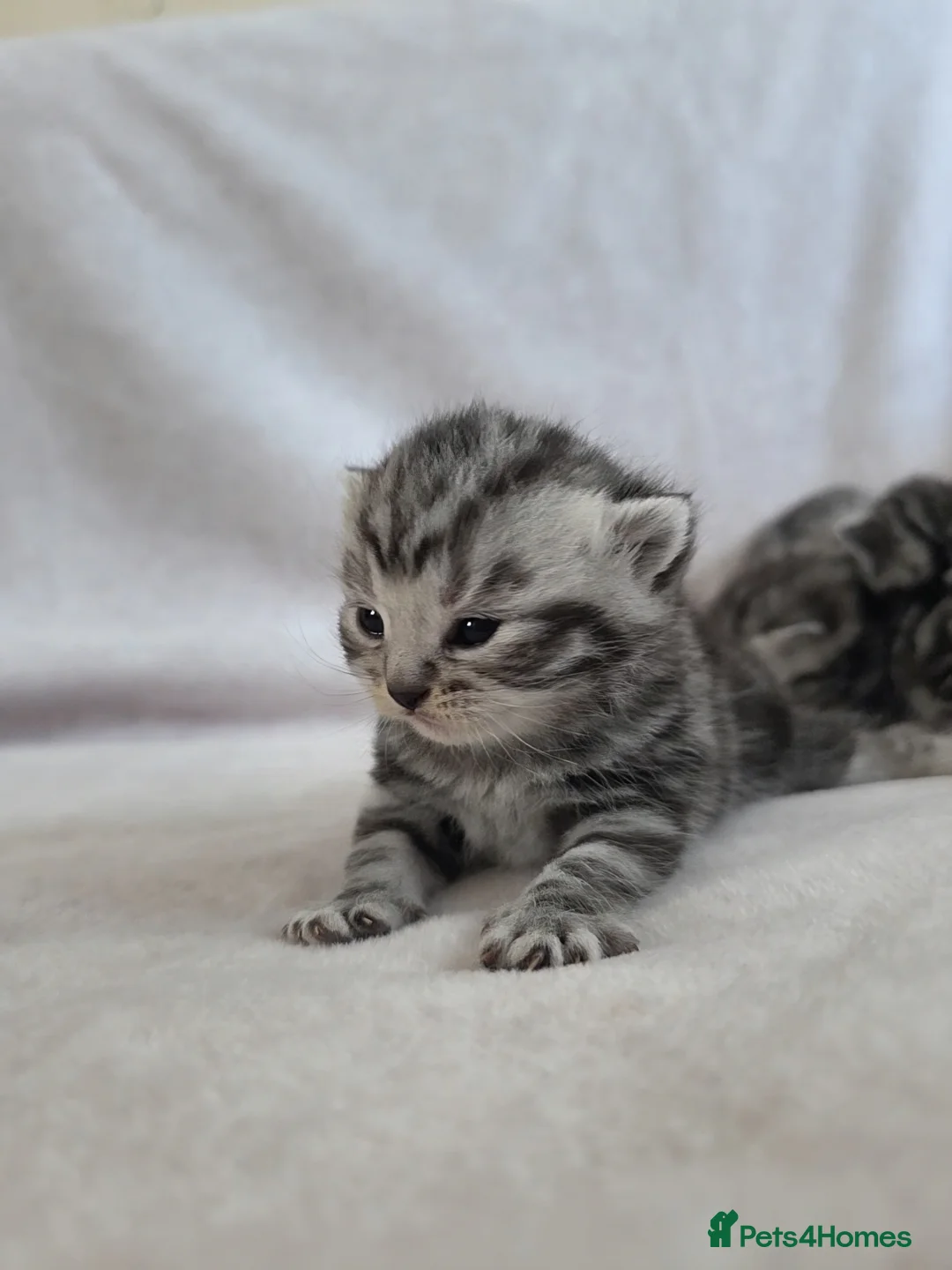 British Shorthair cats for sale: Original BSH Silver Tabby kittens  - Advert 2