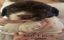 Sprocker dogs for sale: Sprocker puppies  - Image 10