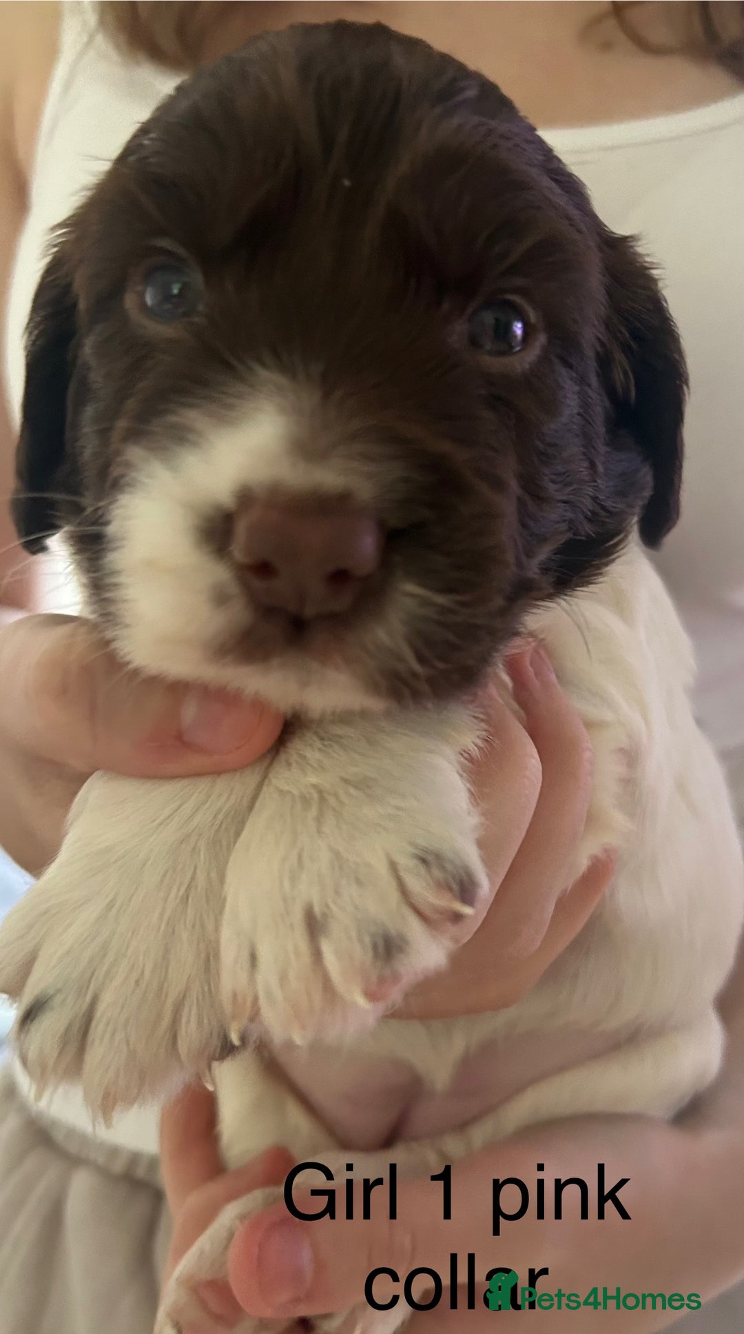 Sprocker dogs for sale: Sprocker puppies  - Image 10
