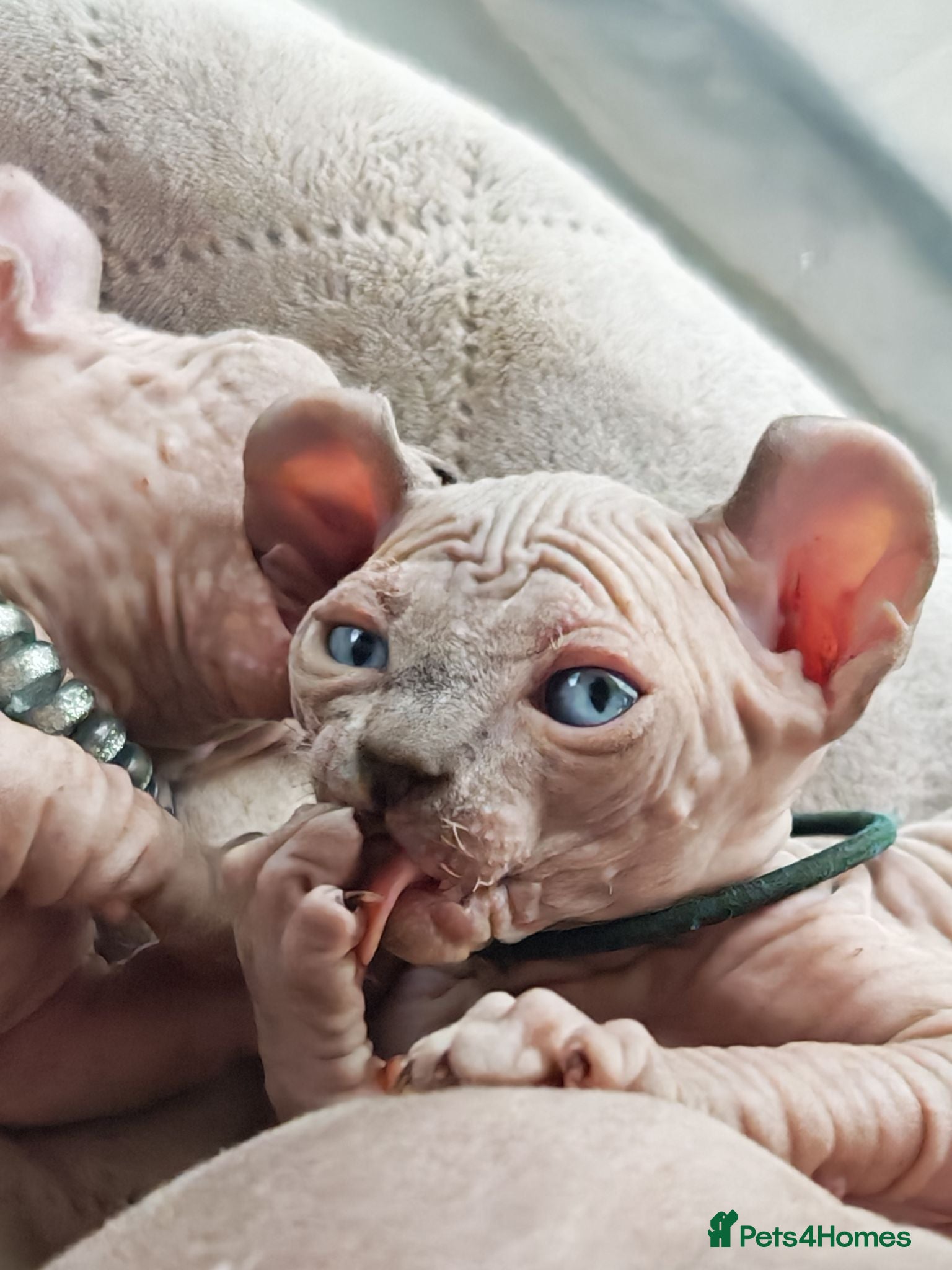 Sphynx cats Dwelf and Elf kittens for the best homes.  - Advert 2