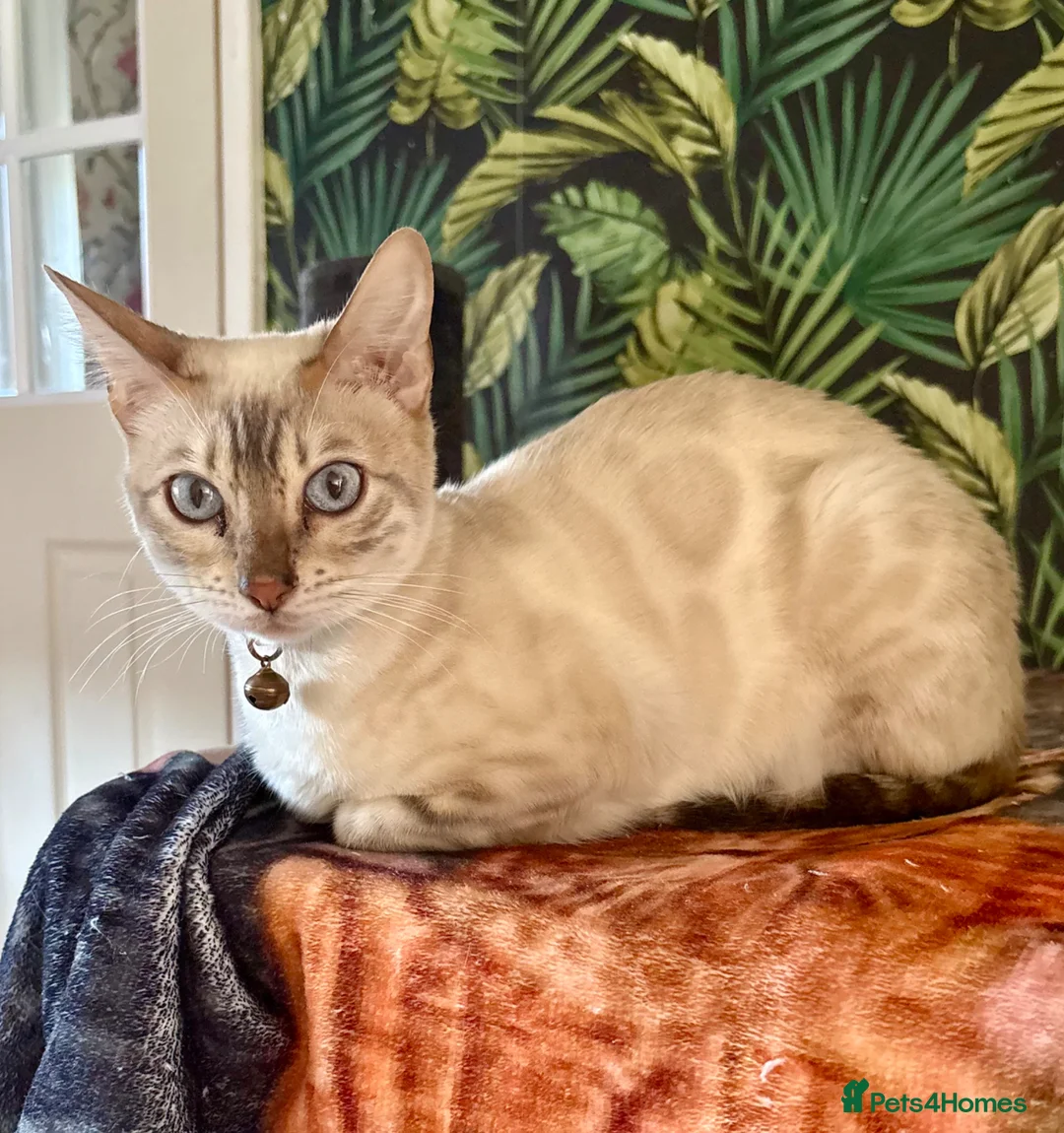 Bengal cats for sale: *READY NOW* Bengal Kittens - Advert 28