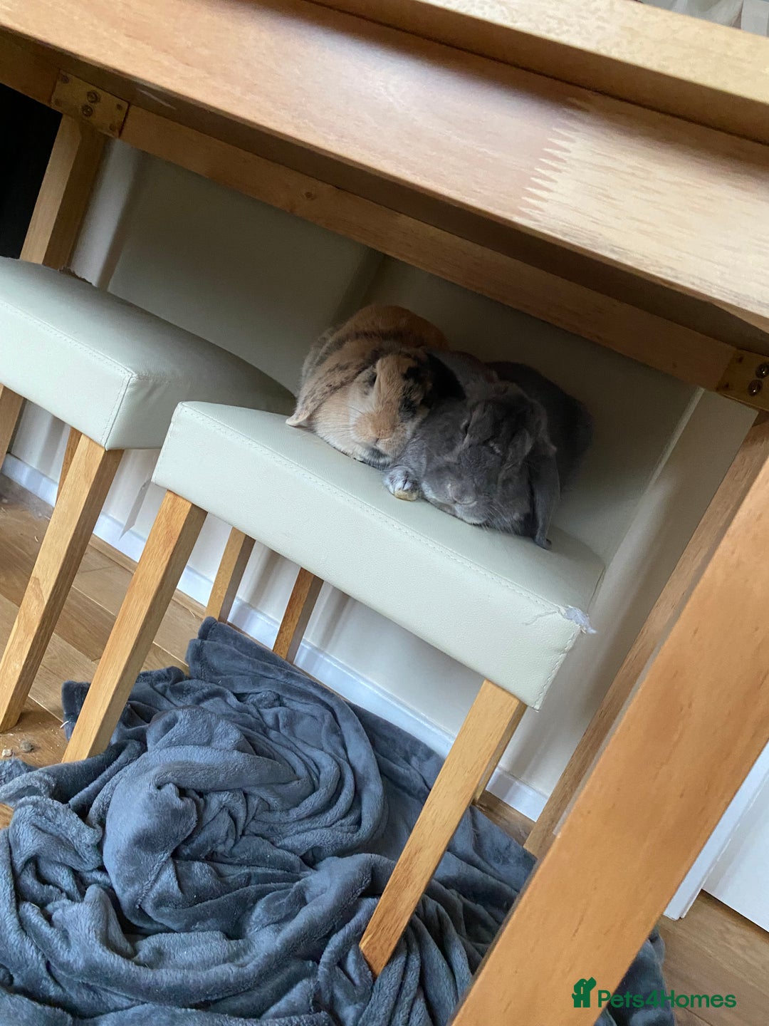 French Lop rabbits for sale: Bonded pair 2 lops - Image 6