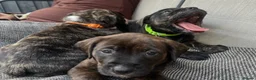Mixed Breed dogs for sale: Blue American staffies - Advert 20