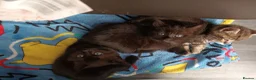 British Shorthair cats for sale: British short hair/black ghost tabby - Advert 5