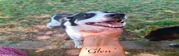 Mixed Breed dogs for adoption: Glen, 5 yrs approx. Reserved STC. - Advert 4