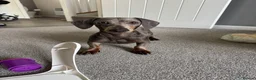 Dachshund dogs for sale: Pablo  in Nuneaton - Advert 4