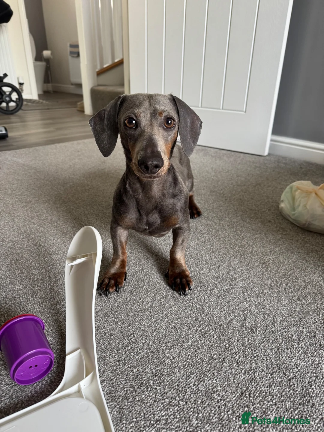 Dachshund dogs for sale: Pablo  in Nuneaton - Advert 4