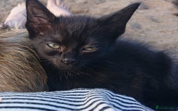 Mixed Breed cats for sale: Beautiful kittens for sale - Image 4